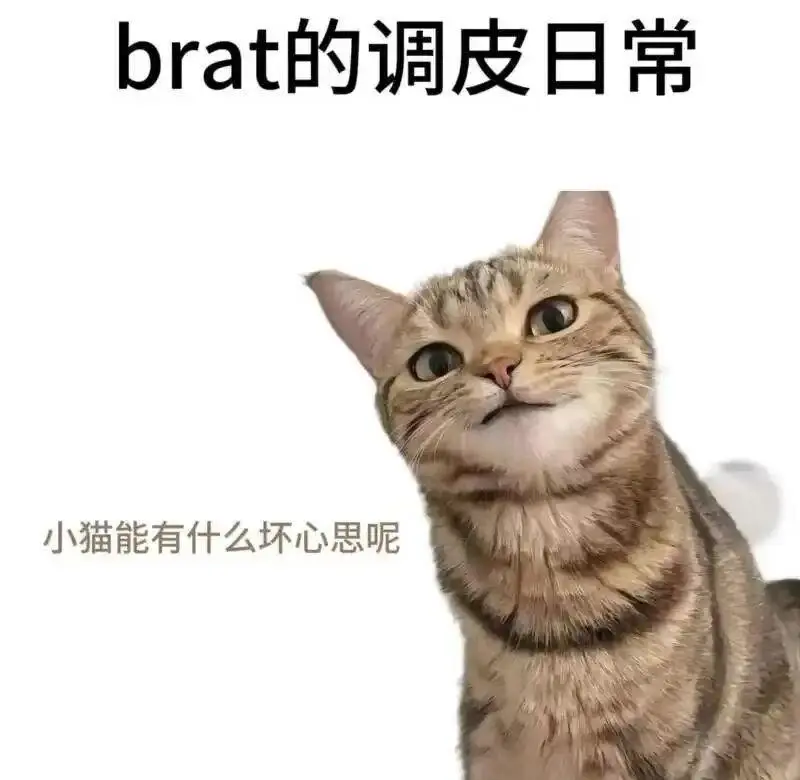 西檬之家brat属性是什么?你是这类字母圈新人吗 一